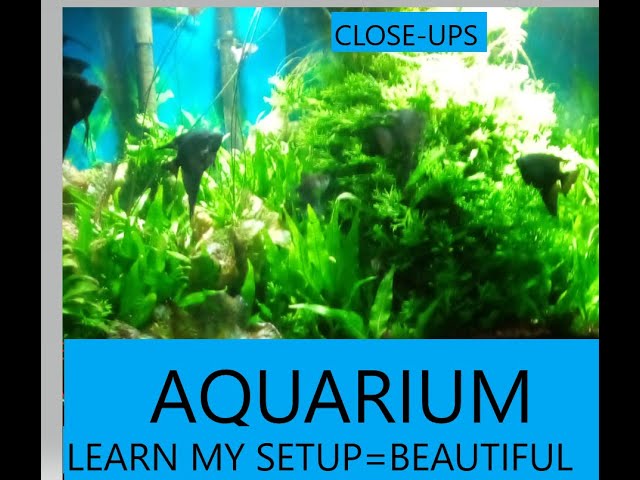 BEAUTIFUL LIVE NATURAL AQUARIUM ,ASTOUNDINGLY AWESOME HI-TECH..YOU WILL BE AMAZED ON THE BEAUTY