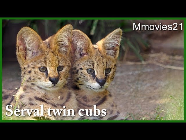 Serval twin cubs 双子のサーバルキャット ニールとバズ　尻尾でじゃらすお母さん