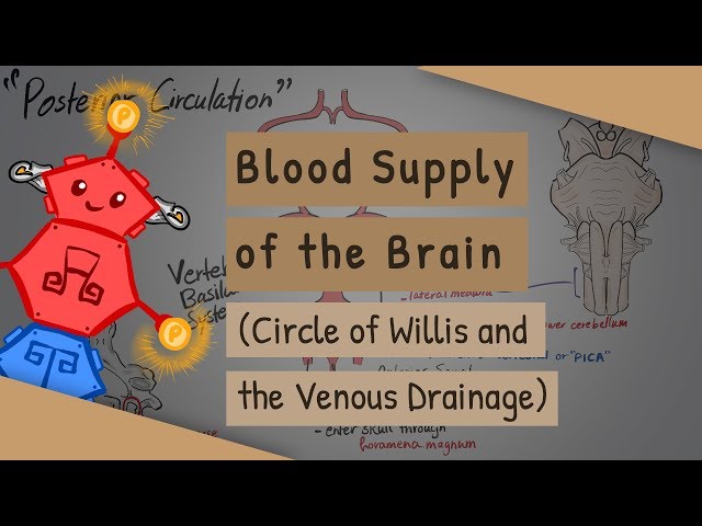 Blood Supply of the Brain (Circle of Willis and the Venous Drainage)