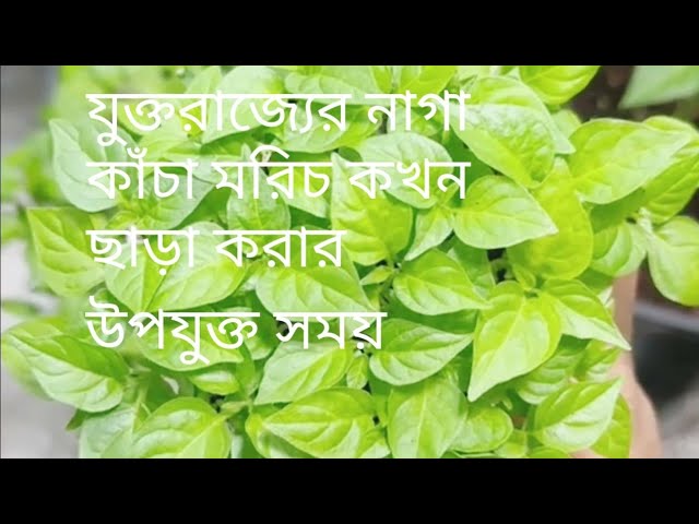 নাগা এবং কাঁচা মরিচ লাগানোর  উপযুক্ত সময়||When is the right time to plant naga and green chillies?