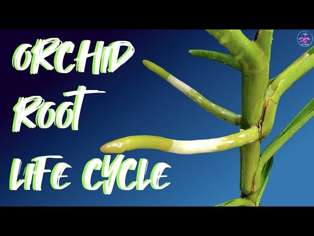 Orchid Root Life Cycle | From START to When do Orchid Roots absorb water? And MORE! #ninjaorchids