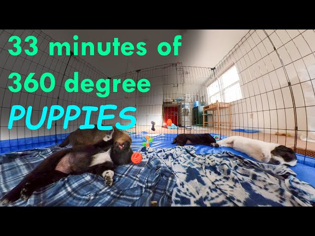 33mins of puppies playing and napping in 360 degrees