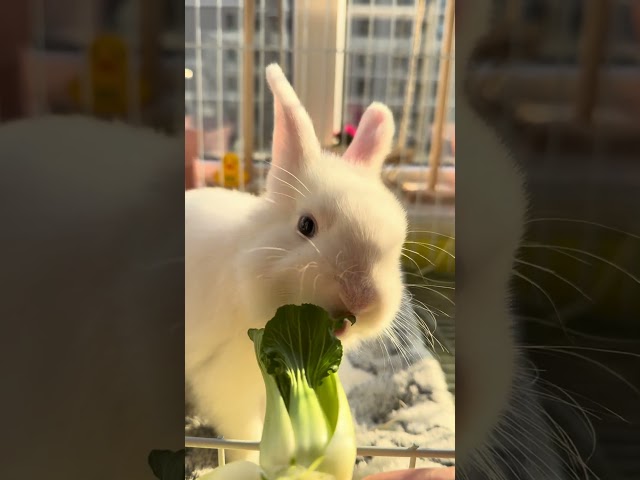 Cute little white rabbit eat little vegetables