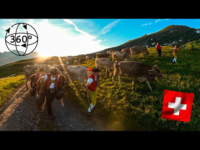 [360° VIDEO] Fantastic Swiss Alpine Cattle Drive - goats and cows go to the Alps [move phone/mouse]