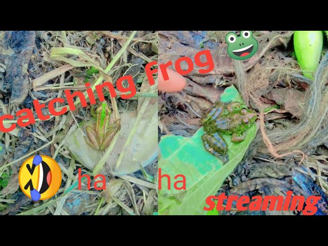 Catching  a golden funny frog make you lough.. funny frog live 🛑LIVE 🎞️🎥 ep-1 🤣🐸