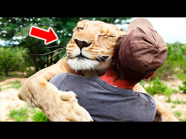 Man Saved A Dying Baby Lion, Look How The Lion Reacted Years Later