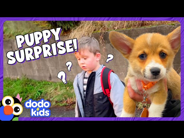 Kid's Wish For A Corgi Puppy Comes True | Dodo Kids