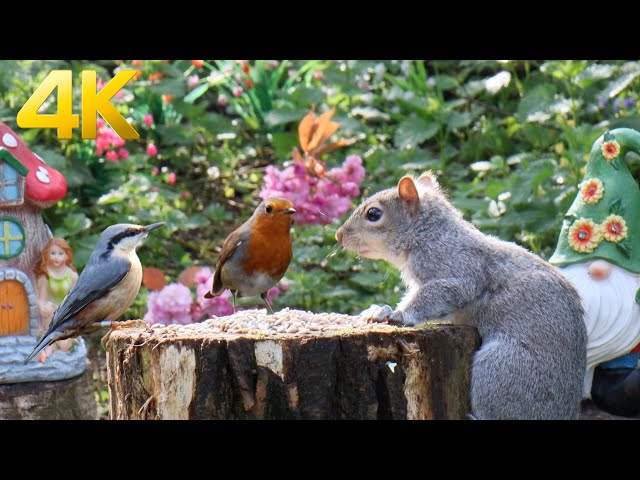 [NO ADS] Squirrels and Beautiful Birds Enjoy the Summer 🐦 Cat TV for Cats to Watch 😺 10 Hours 4K