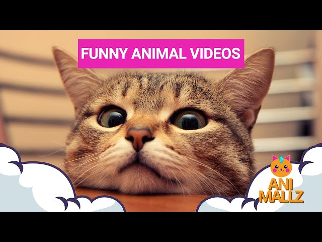 Funny Animal Videos Best of 2022 - Funny Animal Videos Compilation #5 | Animallz