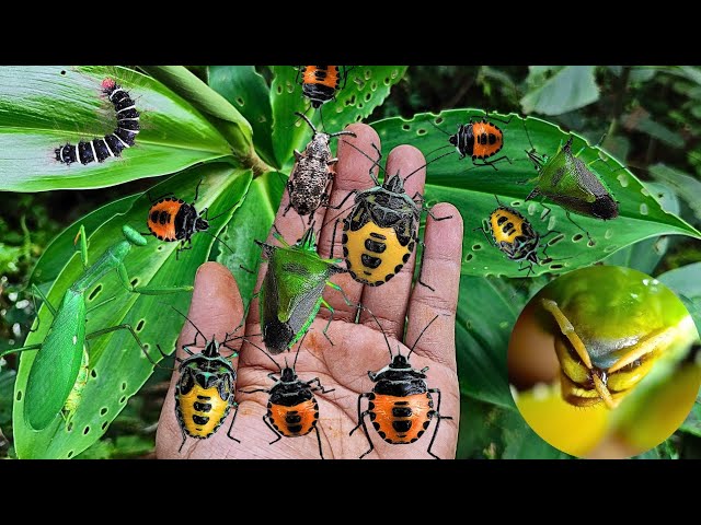 They are too beautiful to be called pests, observe the beautiful insects, mantis and other insects