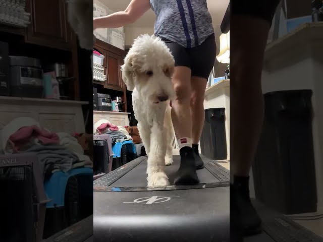 Exercise on treadmill with the dogs