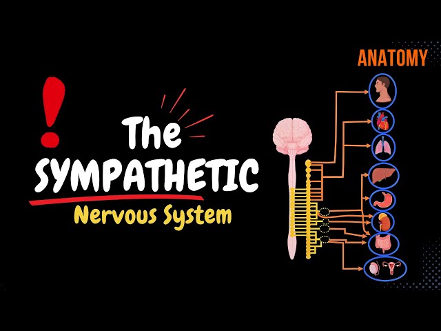 Sympathetic Nervous System: Animated Scheme (Ganglia, Neurons, Plexuses)