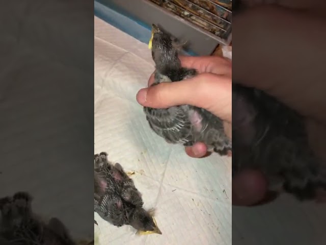 Baby starlings got bigger