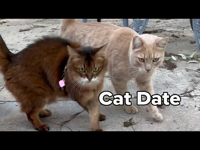 Summer the Cat Has a Treat Date With the Peach Kitty  #cats #catvideo