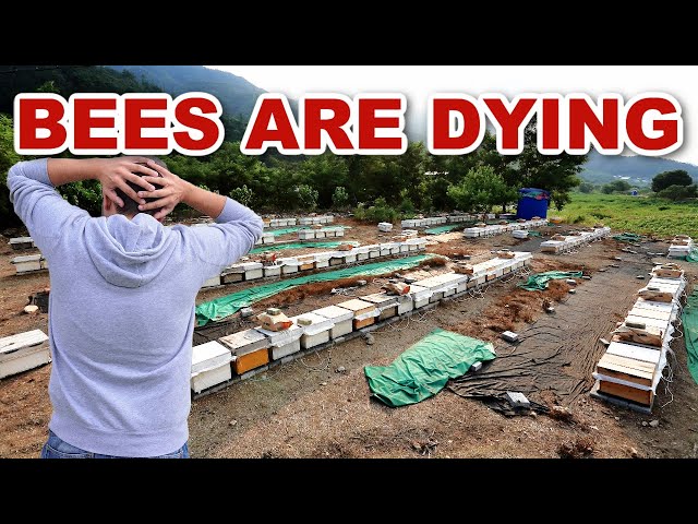 Beekeeping Devastation! Bees Are Dying Across The US!