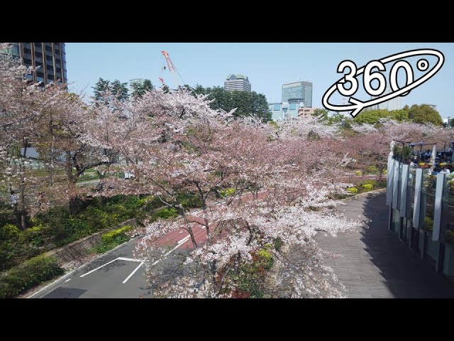 [360° VR] Cherry Blossoms(Sakura) in Tokyo MIDTOWN, Roppongi , Tokyo, Japan / Mar 2021【360度VR映像】