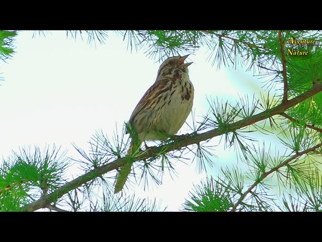 Listen to The Magnificent Song Of The Song Sparrow  / Nature Adventure / Serge Tonietto-Giguère