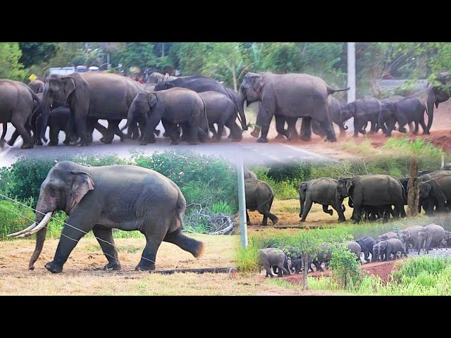 Brave Elephant leader clears the path for a massive herd of elephants to cross main road safely