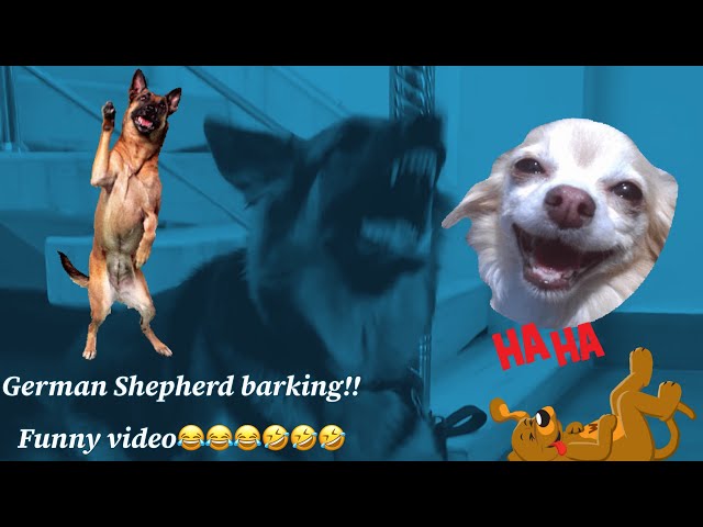 German Shepherd barking 🐶|| Bella I want to go outside ||german shepherd cute barking || pets lover