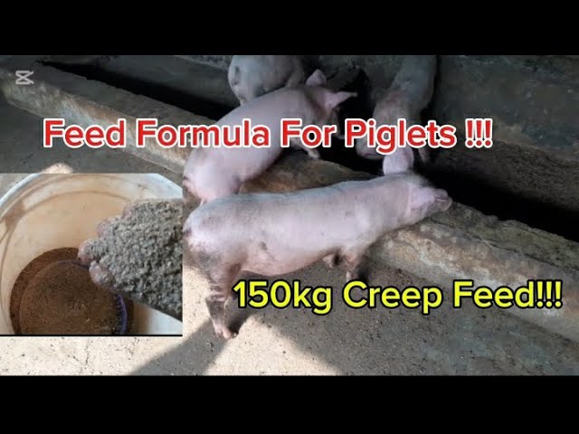 How To Make Best Quality Creep Feeds For Piglets Cheaply (For Maximum Growth)