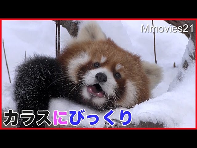 カラスにびっくり！でも果敢に追いかけるレッサーパンダ　Red Panda was surprised