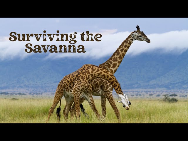 The Secret Lives of Giraffes: Nature's Gentle Giants 🦒 | Wildlife Documentary