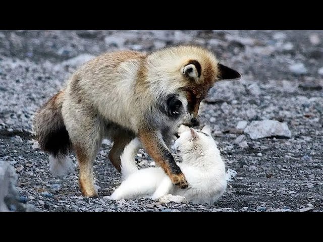 The FOX was about to EAT a STRAY CAT, what happened next will SURPRISE you!