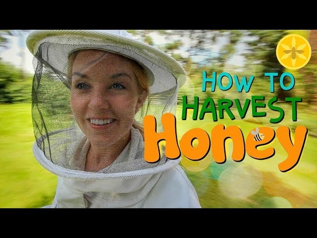 How to Harvest Honey! | Beekeeping with Maddie #12