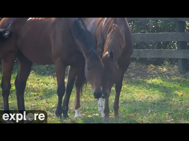 Kanthari and Three Jewels (TJ), Off the Track Thoroughbreds  powered by Explore.org