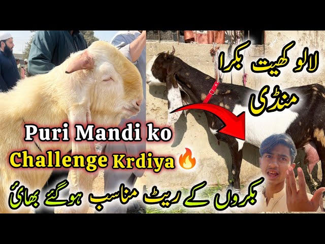 Lalukhet Bakra Mandi Me Qurbani 2025 Ka Bakra Latest Rate Update |2 Fab 2025 | Karachi Bakra Mandi…