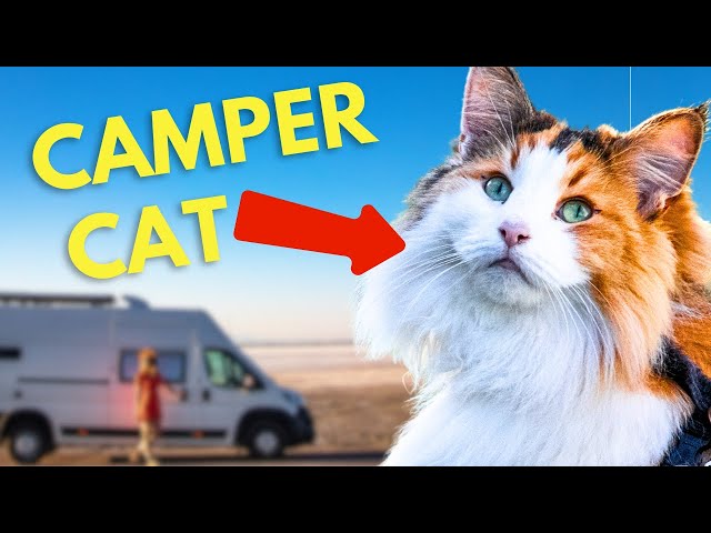 We Tried Camping With Cats - Here's The Truth About Vanlife With Pets