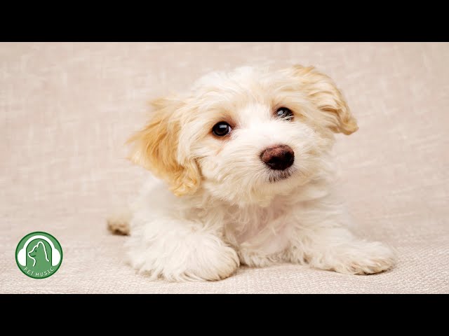 Sleeping Music for Dogs🐶Relaxing Music to Help Your Dog Sleep🎵Stress Relief Music.