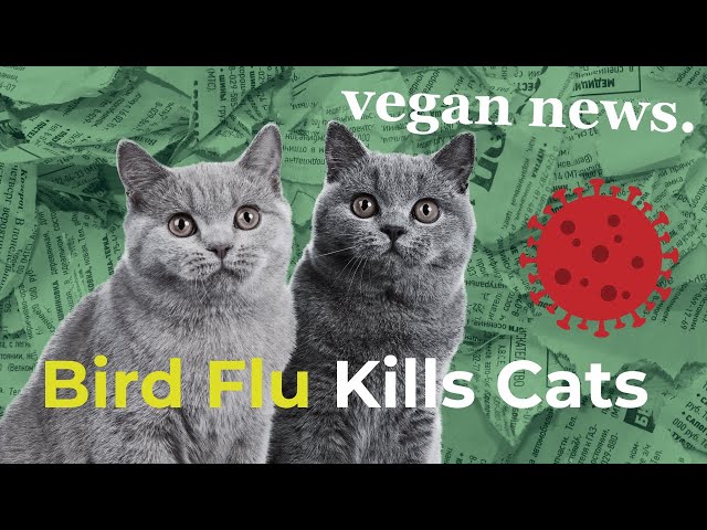 Bird Flu Kills Cats! | Viva! Podcast Minisode (Ep 41)