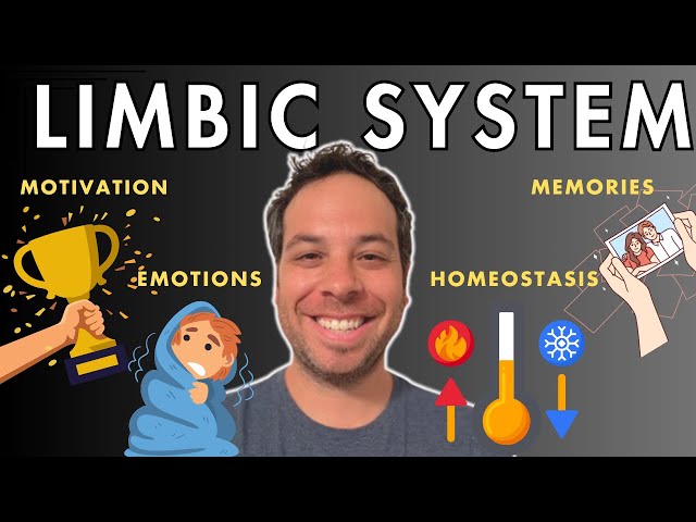 The Limbic System - Motivation, Emotions, Memories, and Drives