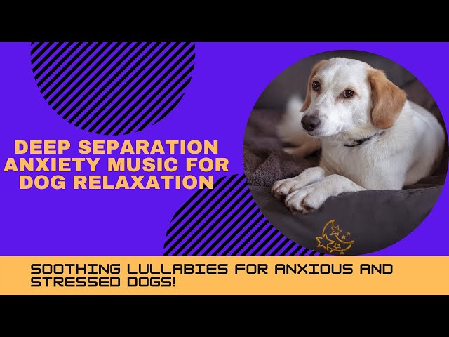 Deep Separation Anxiety Music For Dog Relaxation - Therapy Music