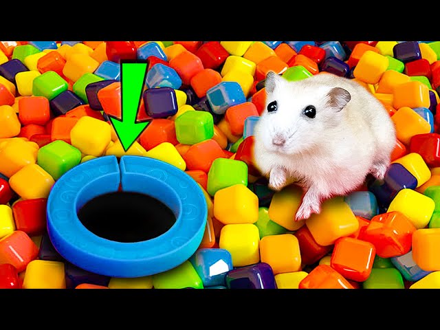 🌈🐹 Hamster Escapes Maze the Pop It 😱 #hamsterescape #mazediytraps