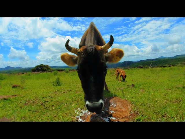 Vacas en realidad virtual | VR Experience #97