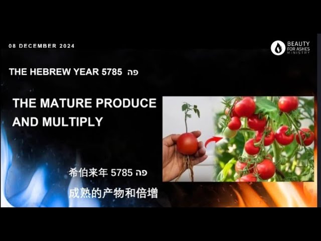 THE MATURE PRODUCE AND MULTIPLY [ 8 December 2024 ]