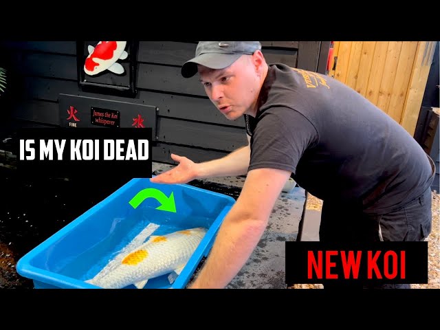 MY SICK KOI is she dead or alive !!! NEW BABY KOI HAS COME IN THE POST!!!!