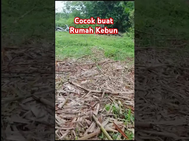 Cocok nh Buat Rumah Kebun #kavlingterbaik #infotanahmurah #rumah #property #jualkebundurian