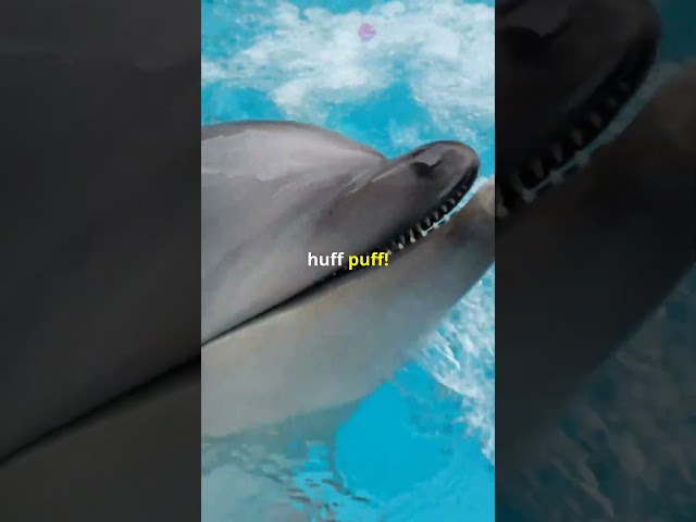 Sloth vs Dolphin: Who is more chill? #animals #curosity #dolphins #sloth #interestingfacts #comedy