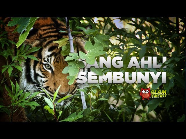 Harimau, Si Loreng Penguasa Rimba Asia #AlamSemenit