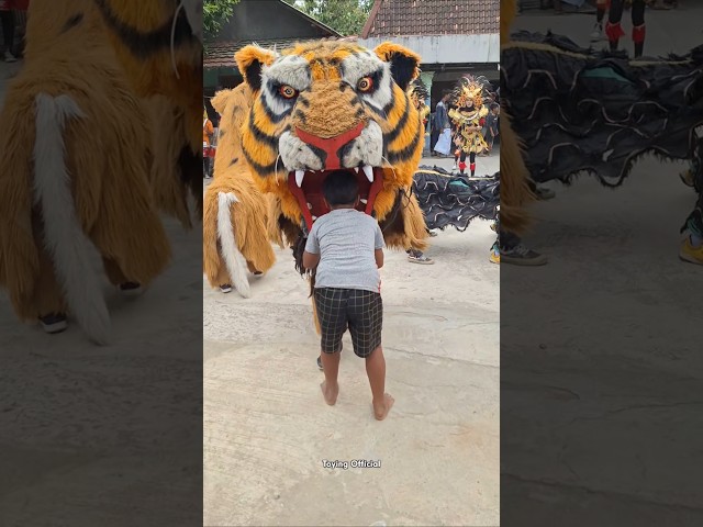 Wadidaw ! Barongan Can Macanan Makan Bocah #shorts