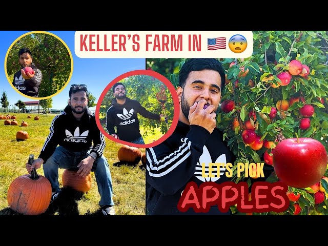 ਸੇਬ ਹੀ ਸੇਬ 😨Apple🍎plucking in USA || Biggest apple farm in Illinois 🇺🇸 #applepicking #trending