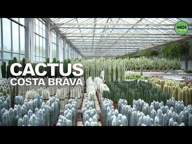 🌵Como cuidar CACTUS y SUCULENTAS (Cactus Costa Brava) Todo lo que tienes que saber y mucho más 🌵