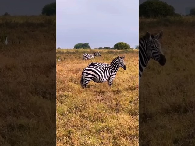 Wild Zebra 🦓🦬 Tanzanian forest #wildlife #animals #animalworld #8k