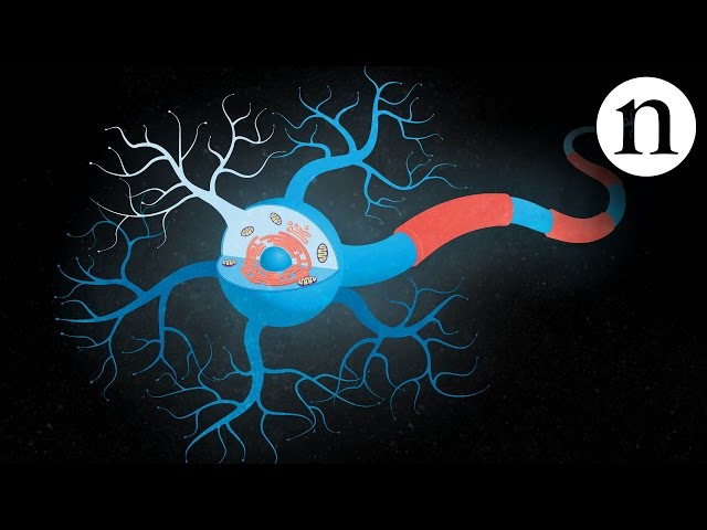 Inside ALS: The neurons behind the disease