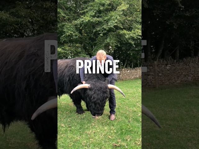 Have you ever seen such a big floof? #highlandcow #fluffy #pets #animals