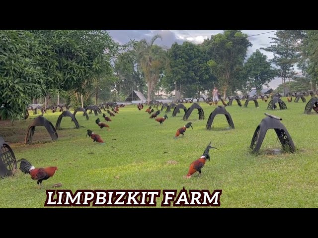 Limpbizkit Farm - Best Big Farm Philippines Beautiful View Feeding Time