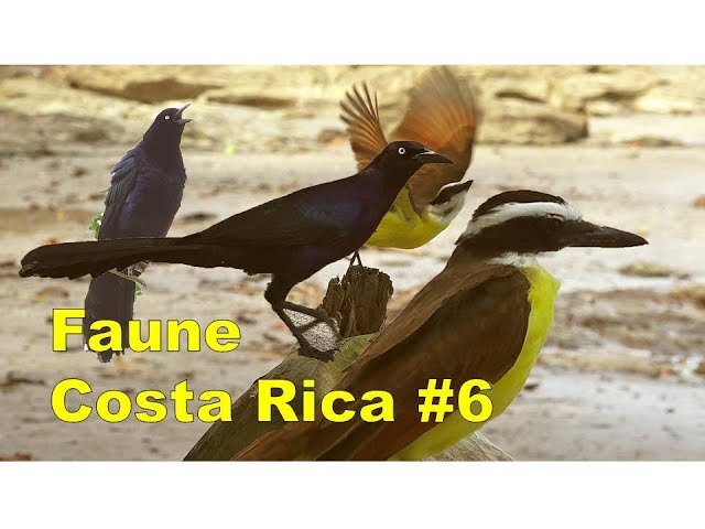 Chant d'Oiseau Remarquable: Quiscale à Longue Queue, Faune Costa Rica #6 /Aventure Nature